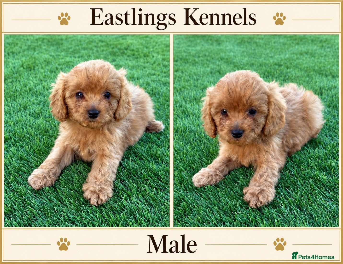 Cavapoo dogs F1 Cavapoos  - Advert 2