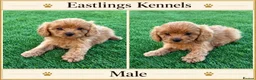 Cavapoo dogs for sale: F1 Cavapoos  - Advert 2