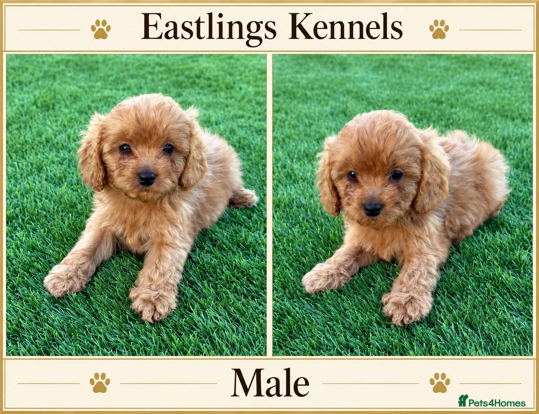 Cavapoo dogs for sale: F1 Cavapoos  - Advert 2
