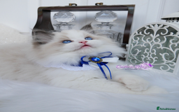 Ragdoll cats for sale: Exquisite Chinese Ragdolls Lynx / Bicolor - Image 3