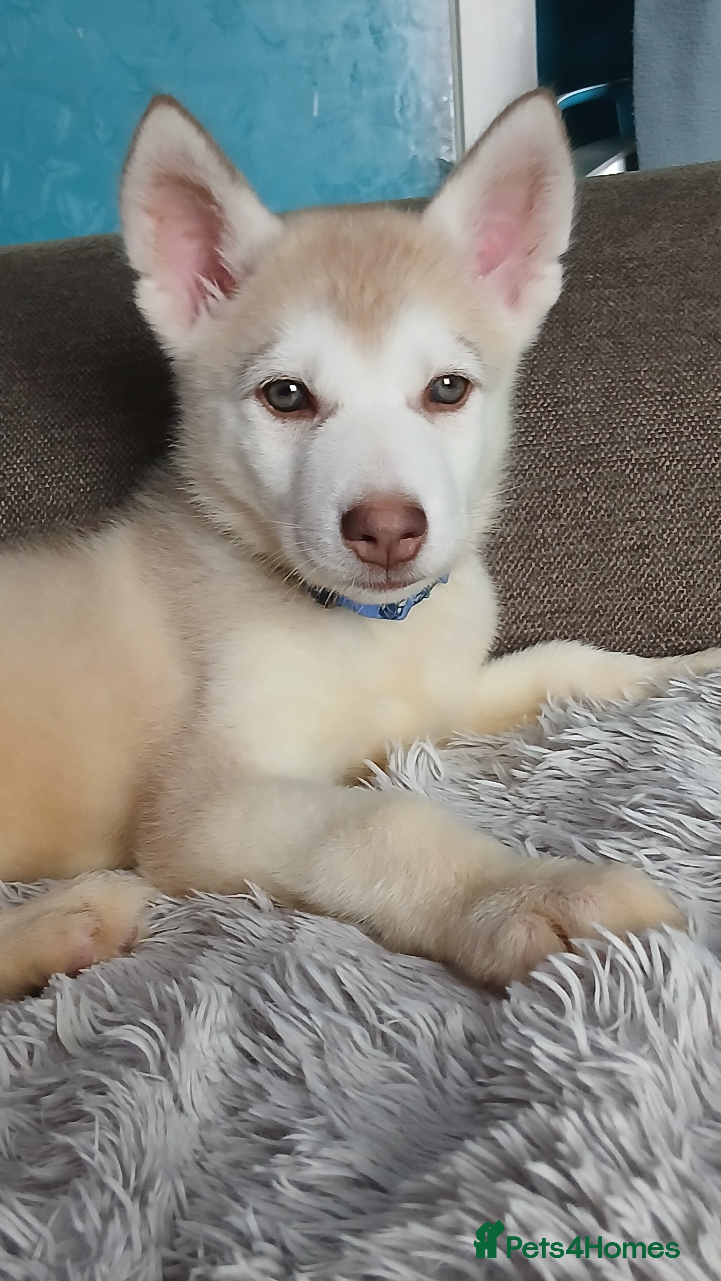 Siberian Husky dogs 1 LEFT REDUCED Stunning Siberian Husky Puppies - Advert 1