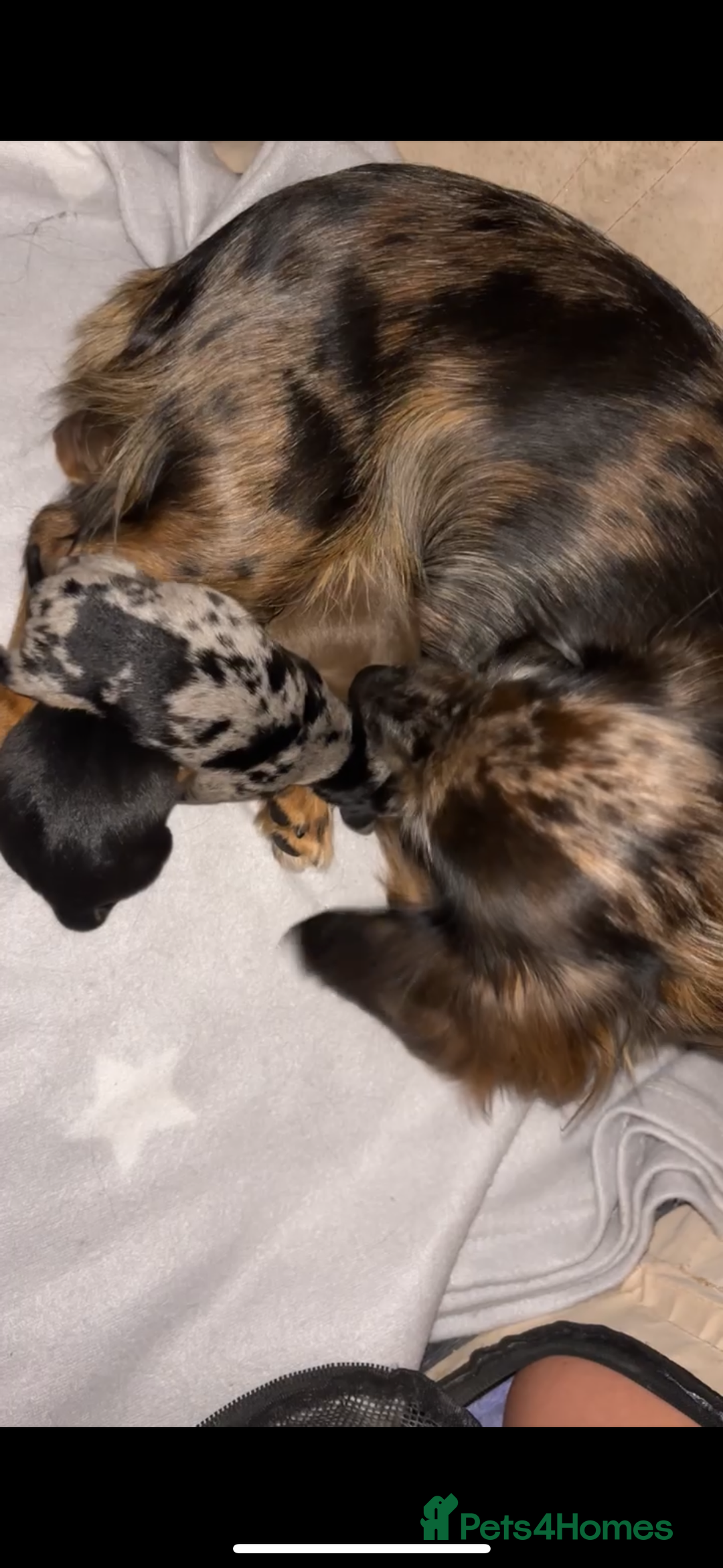 Dachshund dogs for sale: 🎅beautiful dachshund puppies🎅 - Advert 2