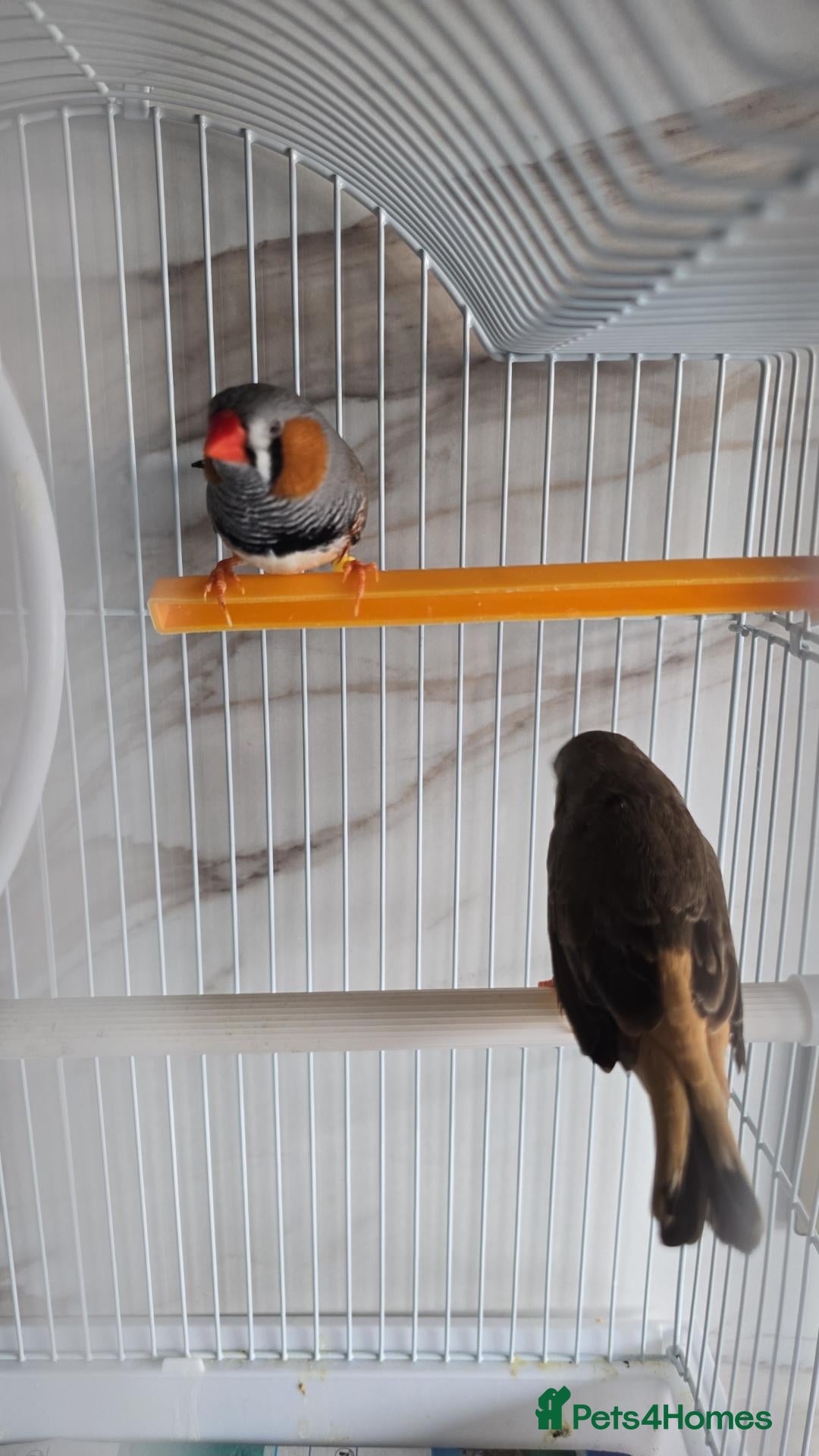 Finches birds Zebra finch pair + cage - Advert 22