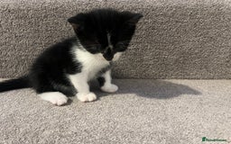 Mixed Breed cats for sale: Kittens for sale - Image 5