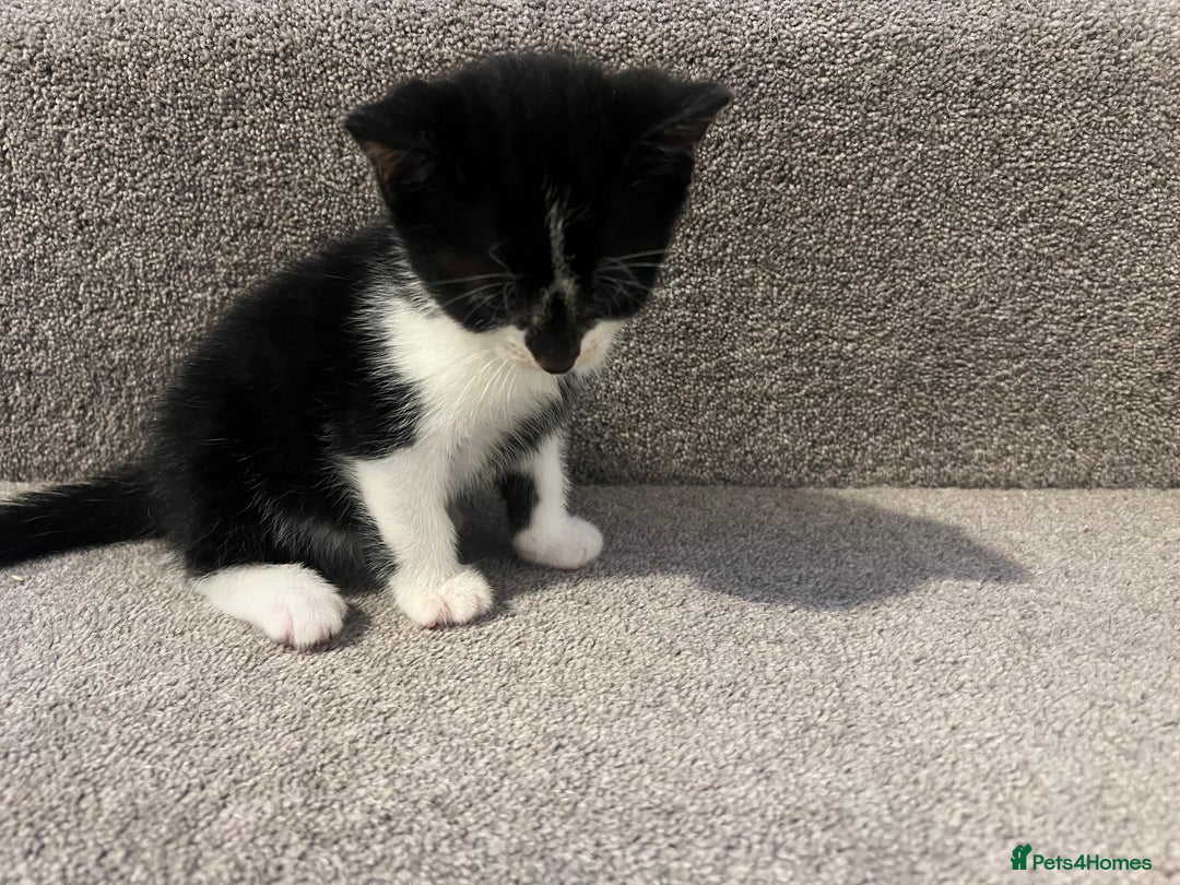 Mixed Breed cats for sale: Kittens for sale - Image 5