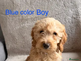 Cockapoo dogs Cockapoo puppies F1 - Advert 1
