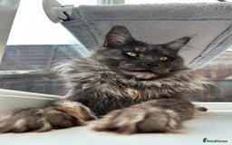 Maine Coon cats for sale: LAST GORGEOUS GIRL - Image 14