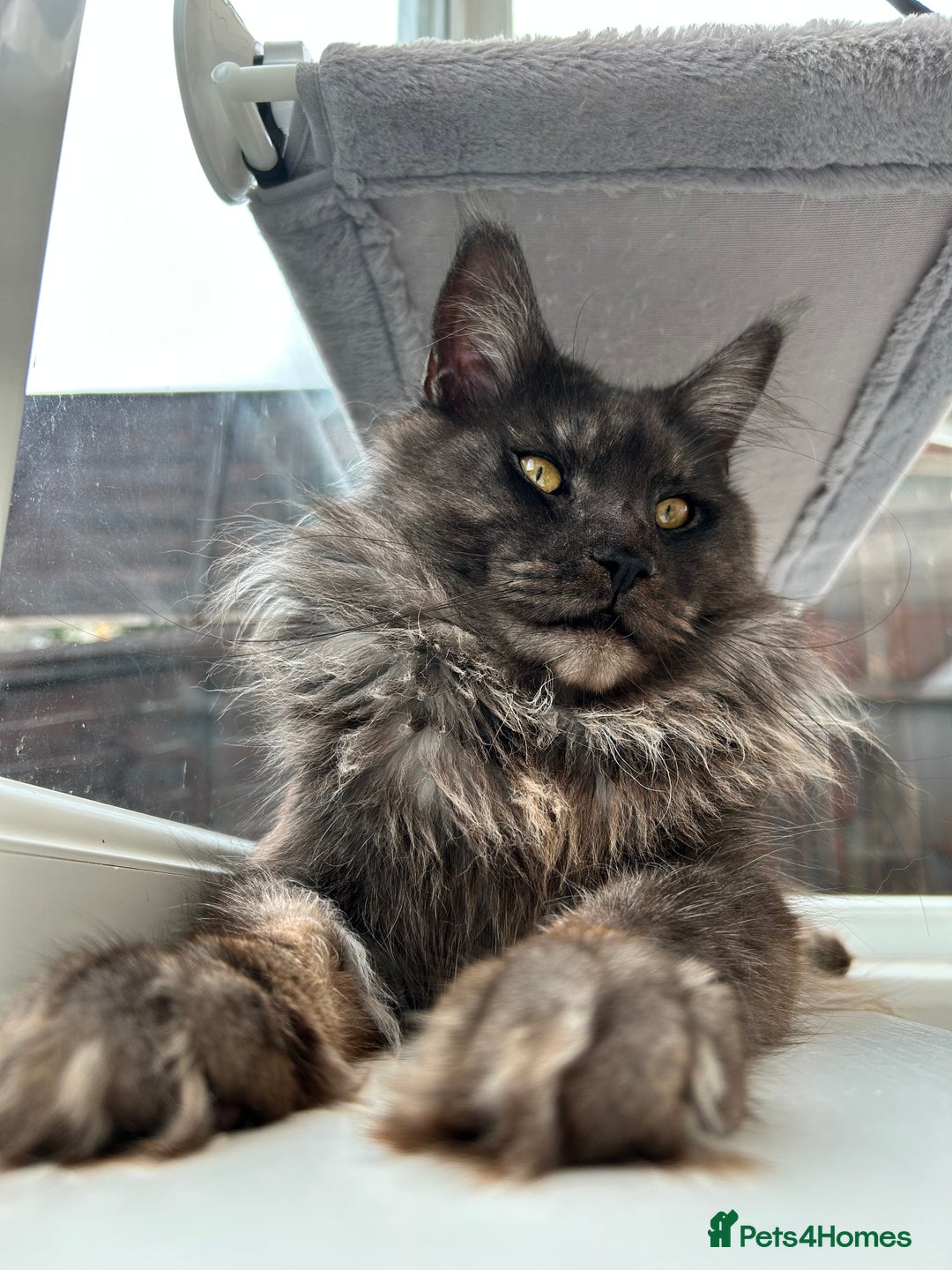 Maine Coon cats for sale: LAST GORGEOUS GIRL - Image 14