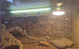 Bearded Dragon reptiles for sale: 5 year old bearded dragon with full set up. - Image 4