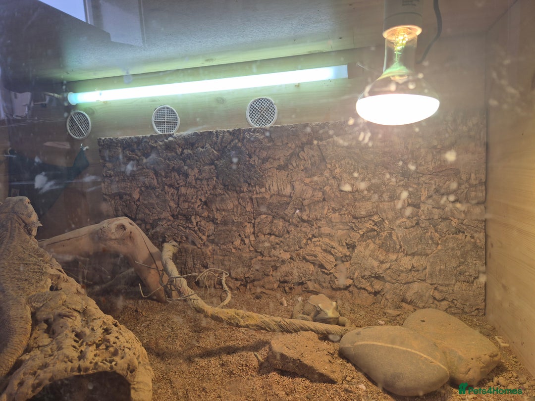 Bearded Dragon reptiles for sale: 5 year old bearded dragon with full set up. - Image 4