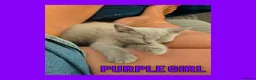 British Shorthair cats for sale: Stunning Lilac British Shorthair Kittens For Sale - Advert 7