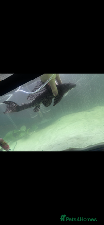 Plecos fish - Advert 18