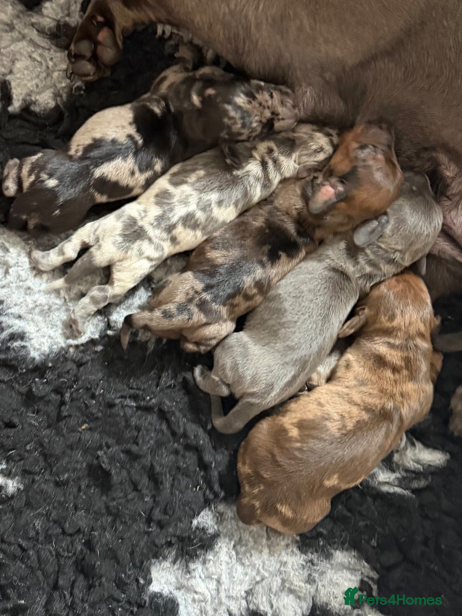Miniature Dachshund dogs Beautiful KC Registered Miniature Dachshund Pups  - Advert 2