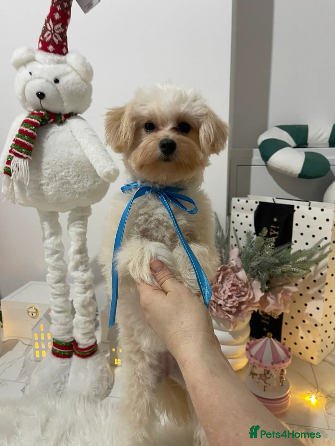 Pomapoo dogs for sale: Pomapoo Girl Lindy (£2000 INC. UK Delivery) - Advert 11