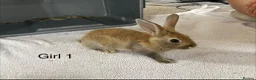 Mixed Breed rabbits for sale: Himalayan x lop bunnies ready to go  - Advert 17