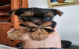 Yorkshire Terrier dogs for sale: Yorkie puppies - Image 2