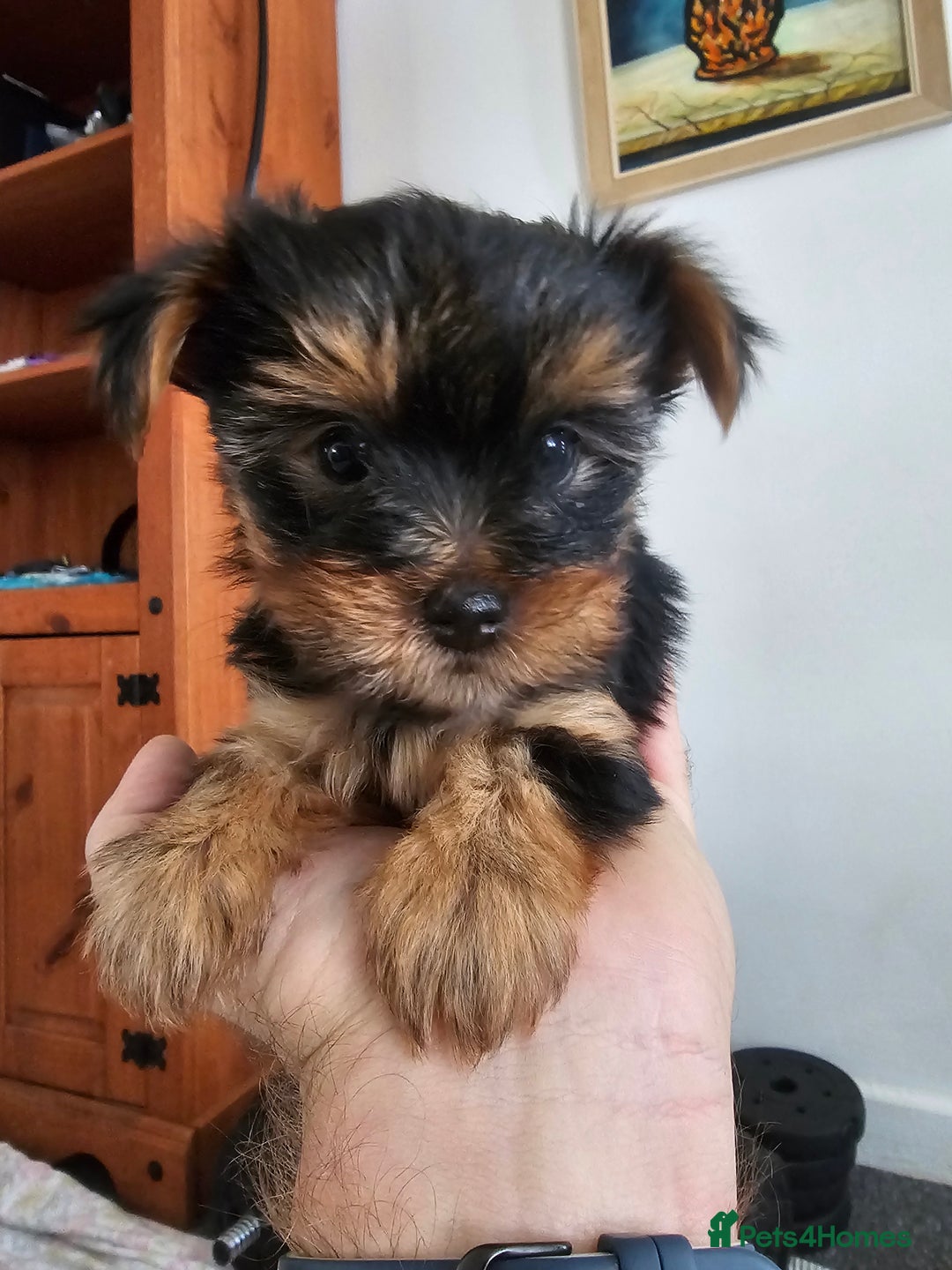 Yorkshire Terrier dogs for sale: Yorkie puppies - Image 2