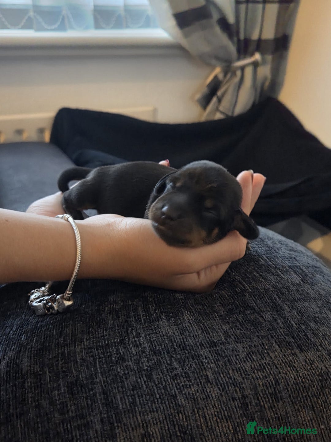 Miniature Dachshund dogs for sale: AWESOME MINIATURE PUPPIES - Advert 2