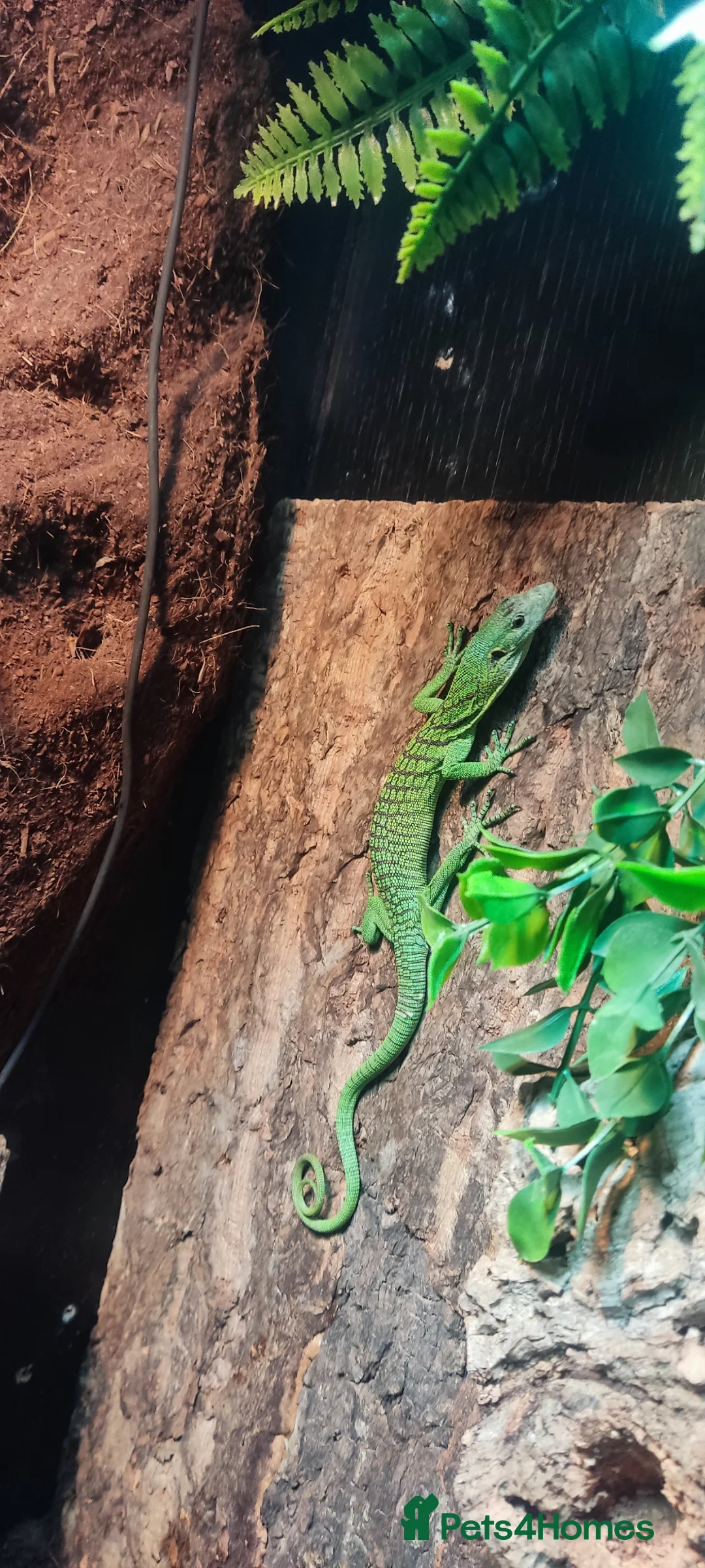 Monitor reptiles for sale: Green Tree Monitor with Set up in Winchester - Advert 5