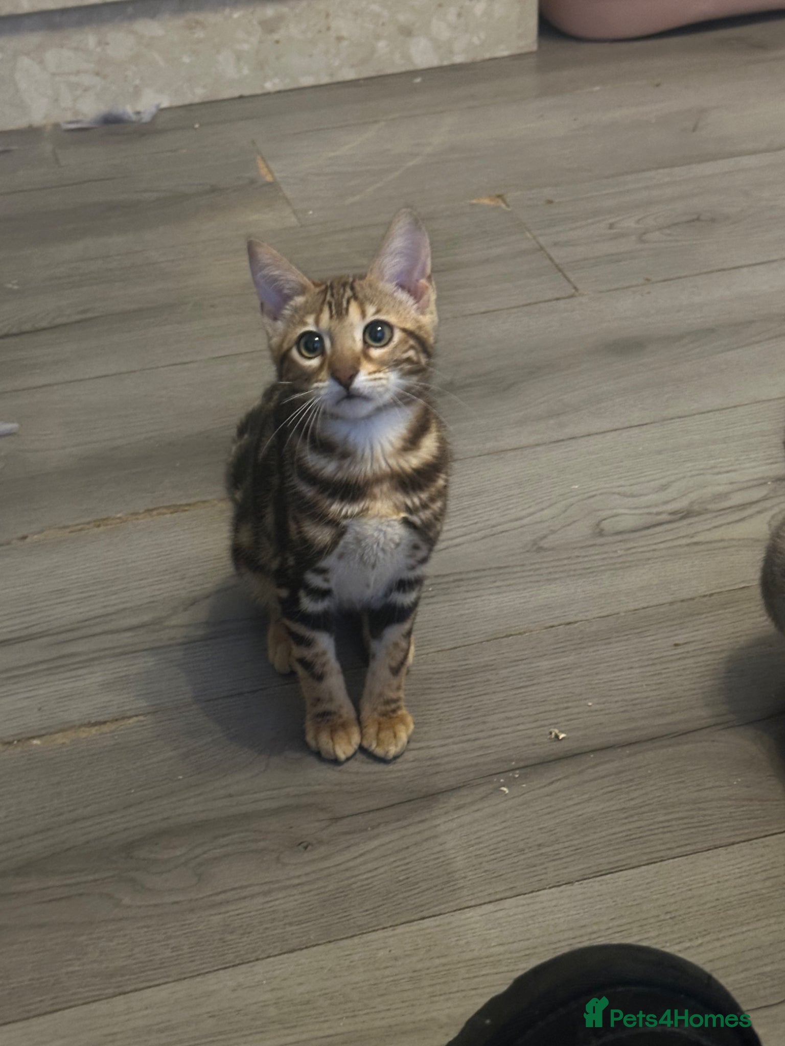 Bengal cats Perfect marble Bengal girl - Advert 2
