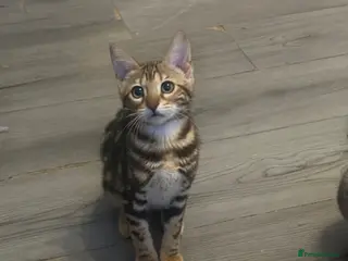 Bengal cats Perfect marble Bengal girl - Advert 2