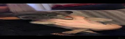 French Bulldog dogs for sale: French bulldog  - Advert 6