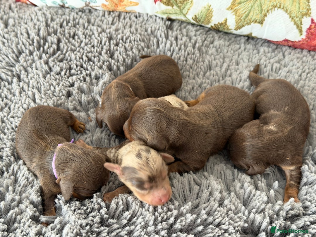 Miniature Dachshund dogs for sale: Long haired mini dachshund pups  - Image 2
