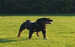 Rottweiler dogs for sale:  Long haired (fluffweilers ) last girl  - Image 26