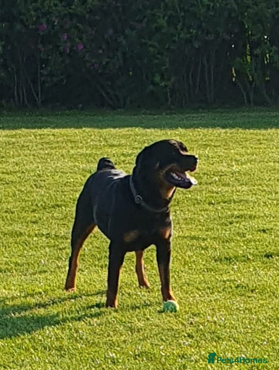 Rottweiler dogs for sale:  Long haired (fluffweilers ) last girl  - Image 26