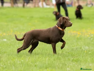 Labrador Retriever dogs Black male Labrador - Advert 1