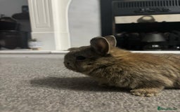 Netherland Dwarf rabbits for sale: netherland dwarf x minilop 5 black / brown rabbits - Image 12