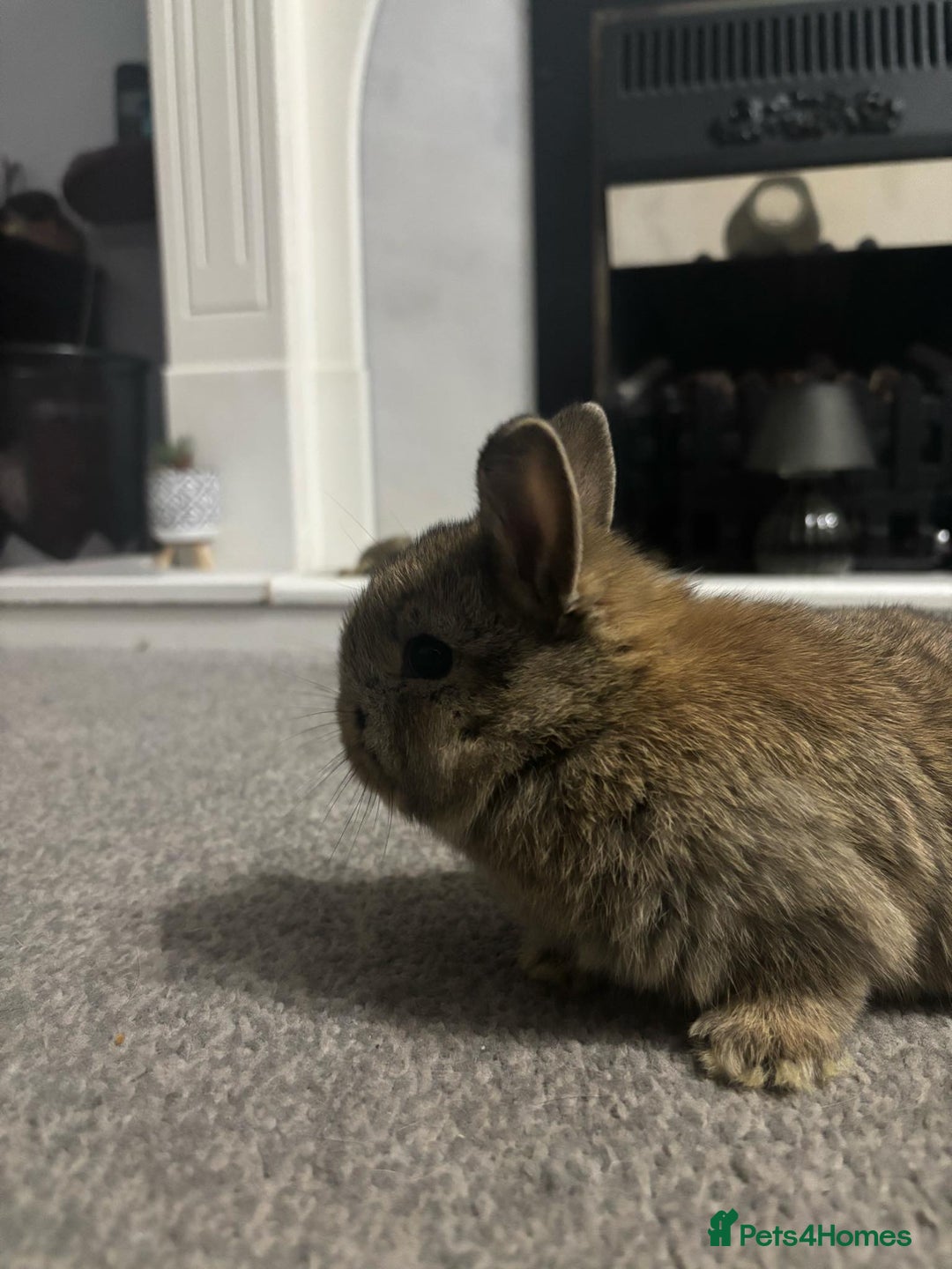 Netherland Dwarf rabbits for sale: netherland dwarf x minilop 5 black / brown rabbits - Image 12