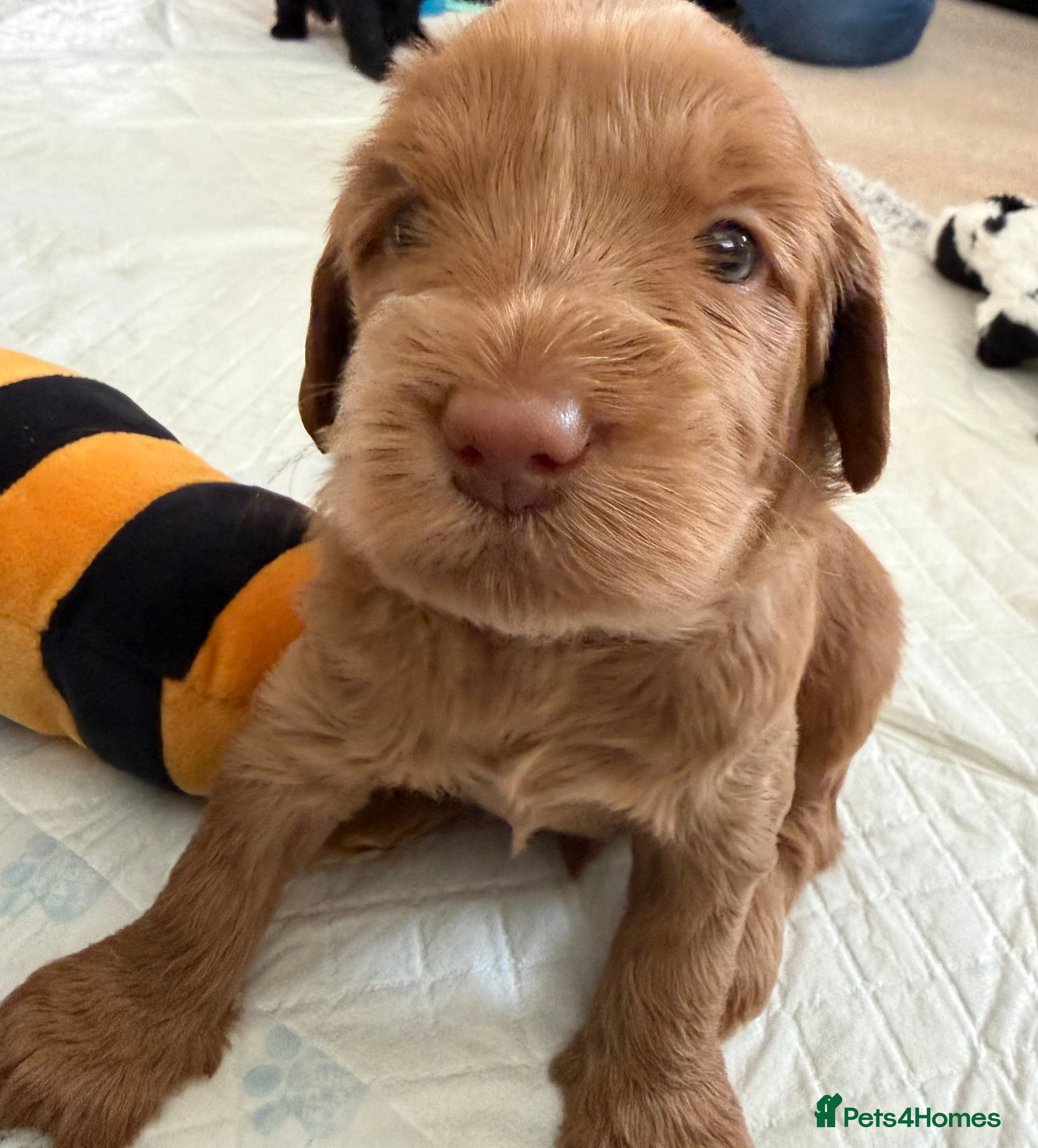 Australian Labradoodle dogs Multigenerational Australian Labradoodle puppies  - Advert 2