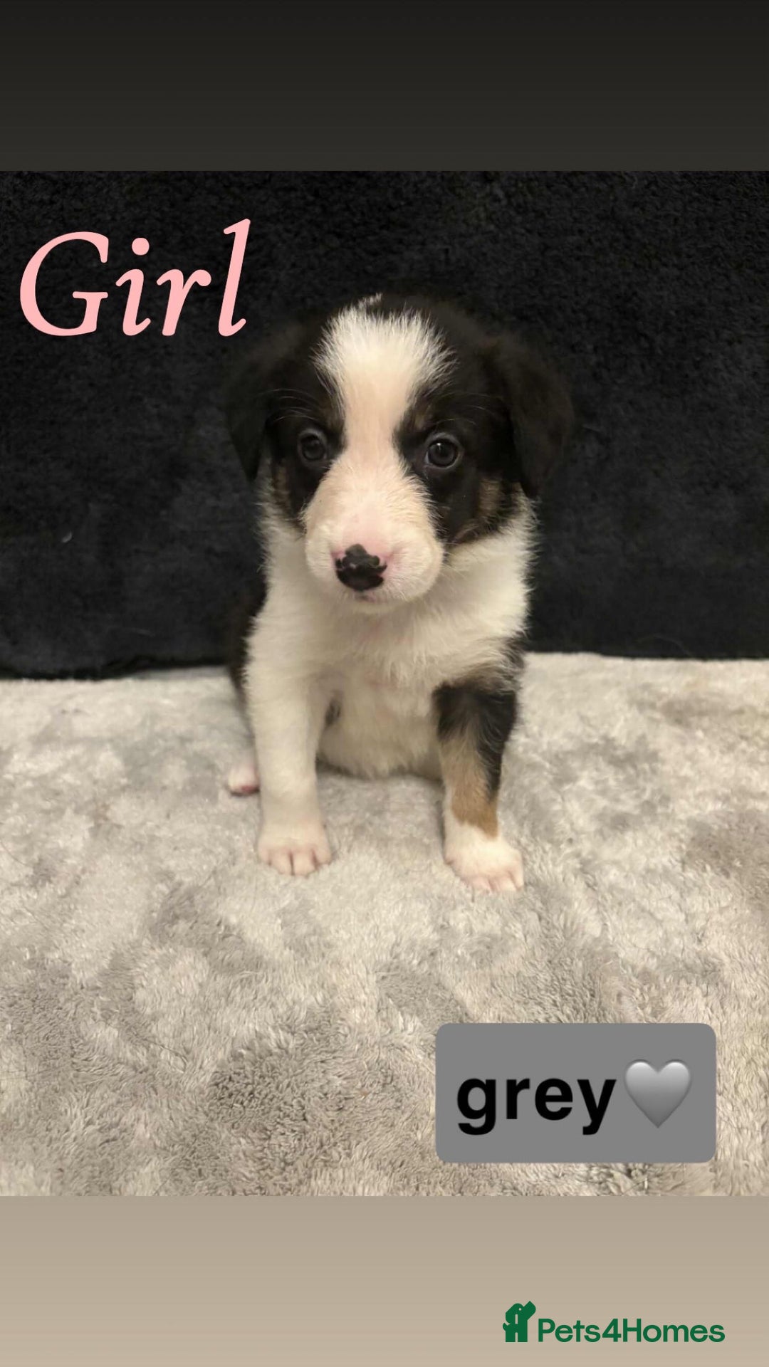 Border Collie dogs for sale: ✨cuddly puppies looking for their forever families - Advert 6