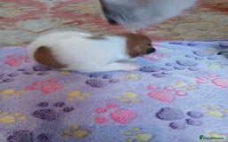 Jack Russell dogs for sale: Adorable Jack russell x pomeranian pups for sale - Image 9