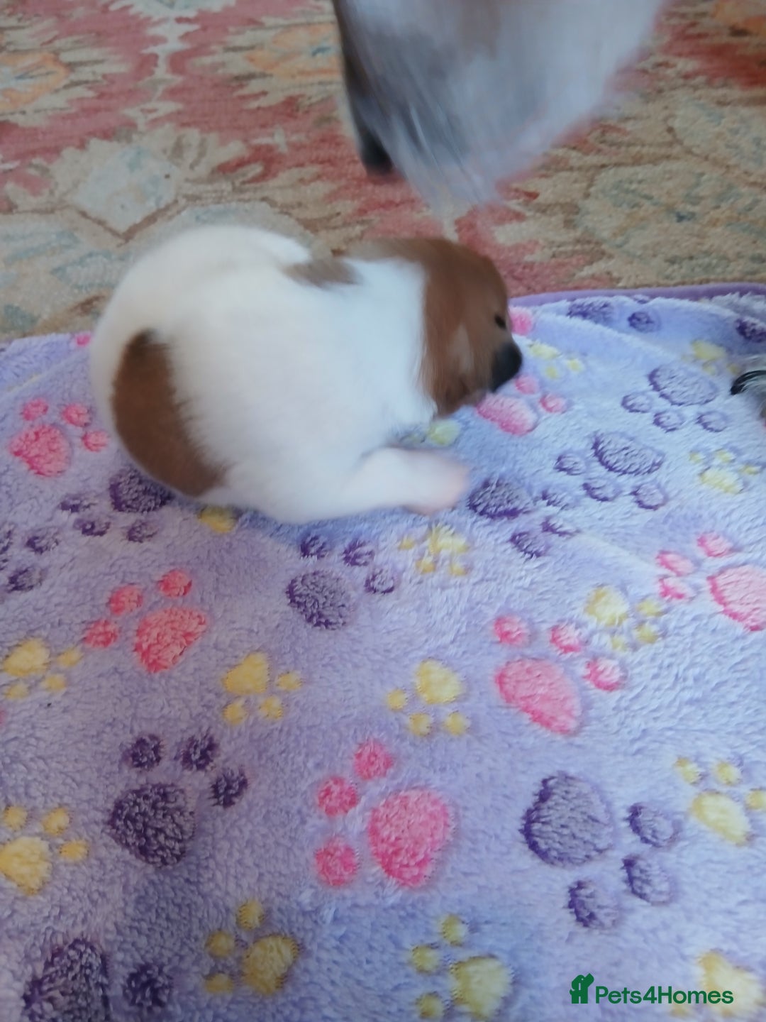 Jack Russell dogs for sale: Adorable Jack russell x pomeranian pups for sale - Image 9