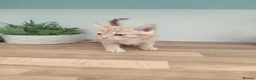 Mixed Breed cats for sale: Beautiful, sweet tempered kittens in Hailsham - Advert 32