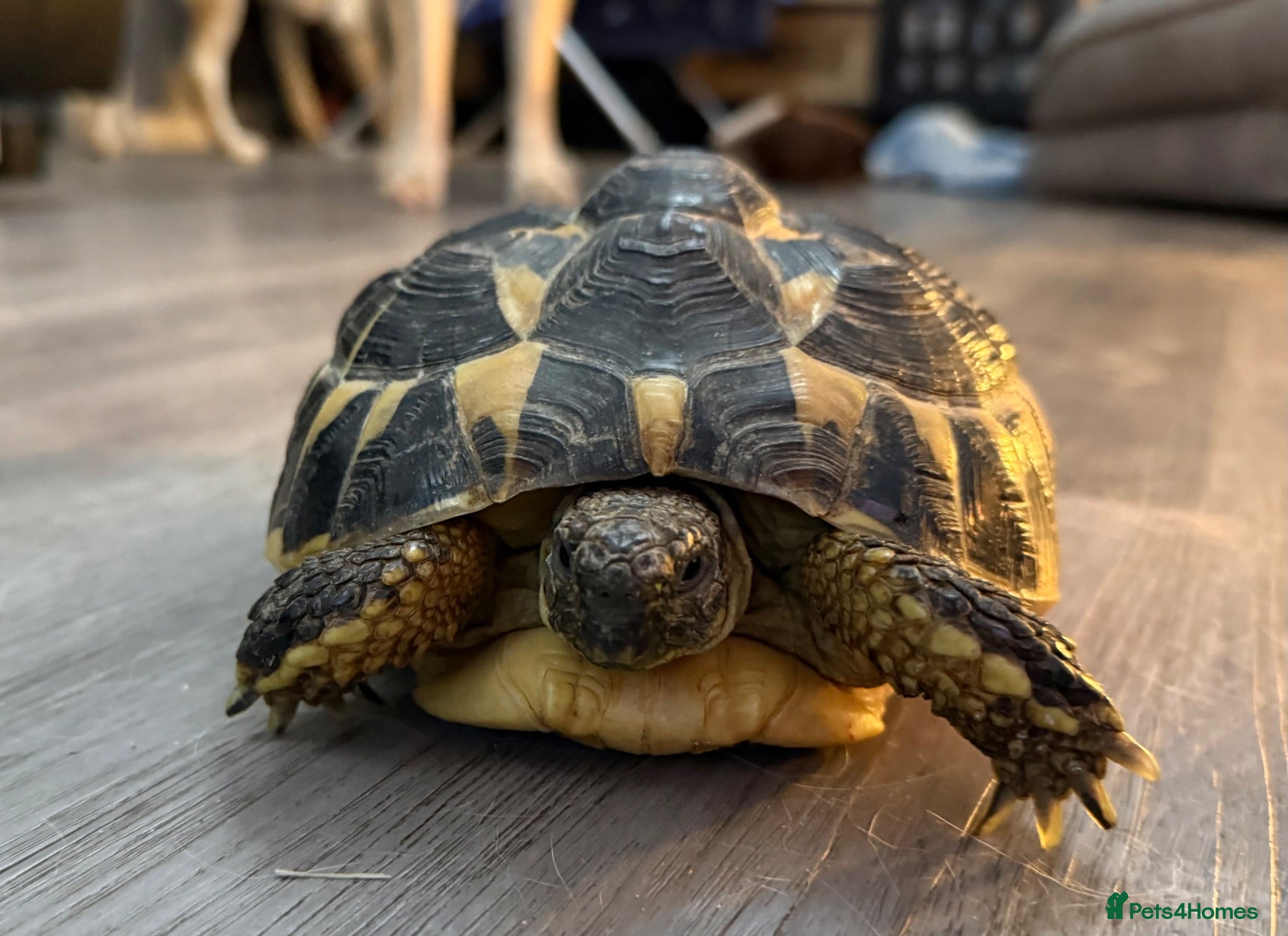 Hermann Tortoise reptiles Lovely tortoise and vivarium available  - Advert 15