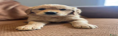 Golden Retriever Puppy 4 reserved 