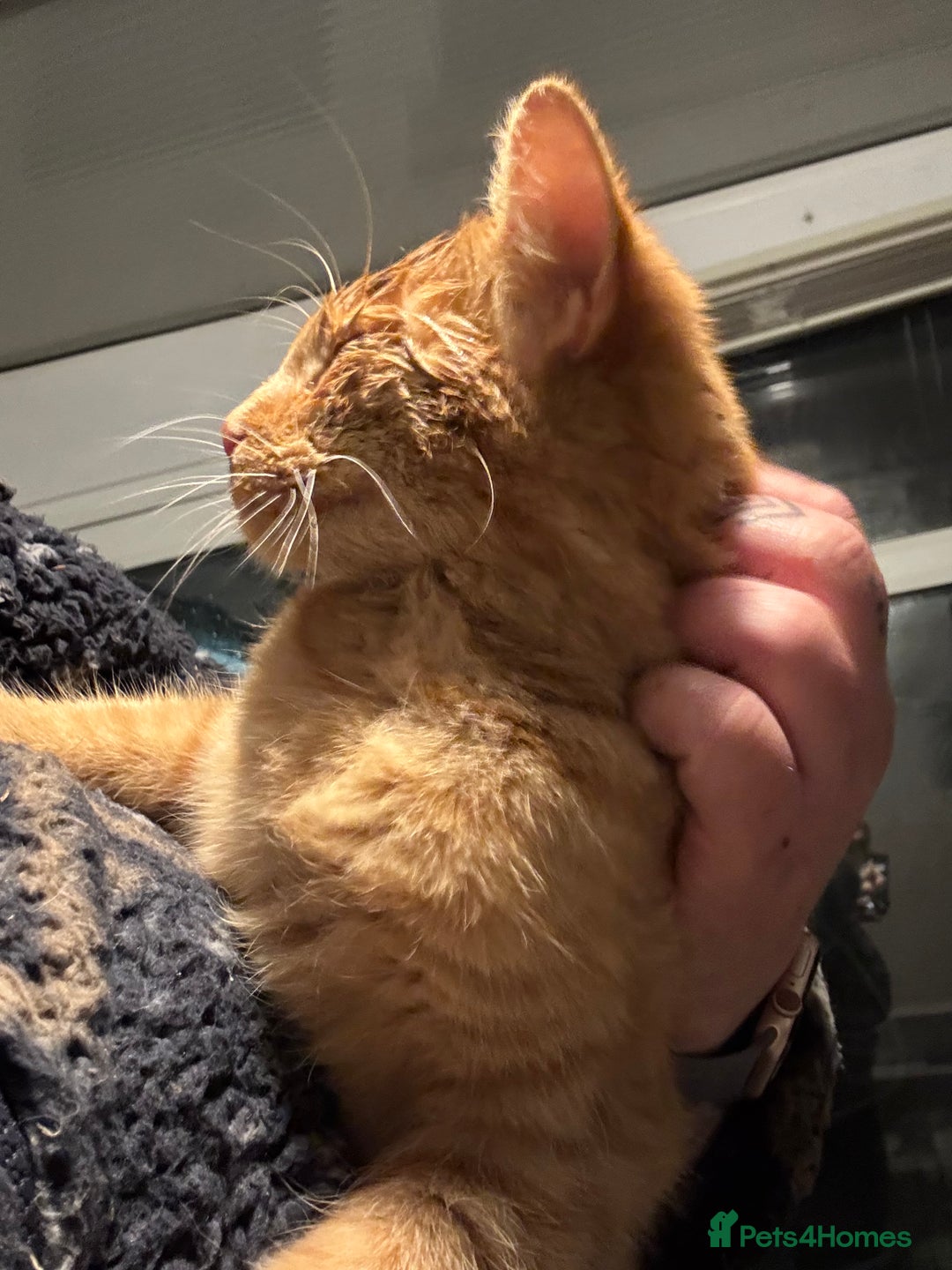 Mixed Breed cats for sale: Ginger and Tortoise shell kittens for sale - Advert 2