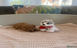 Maltipoo dogs for sale: Gorgeous Maltipoo Puppies - Image 17