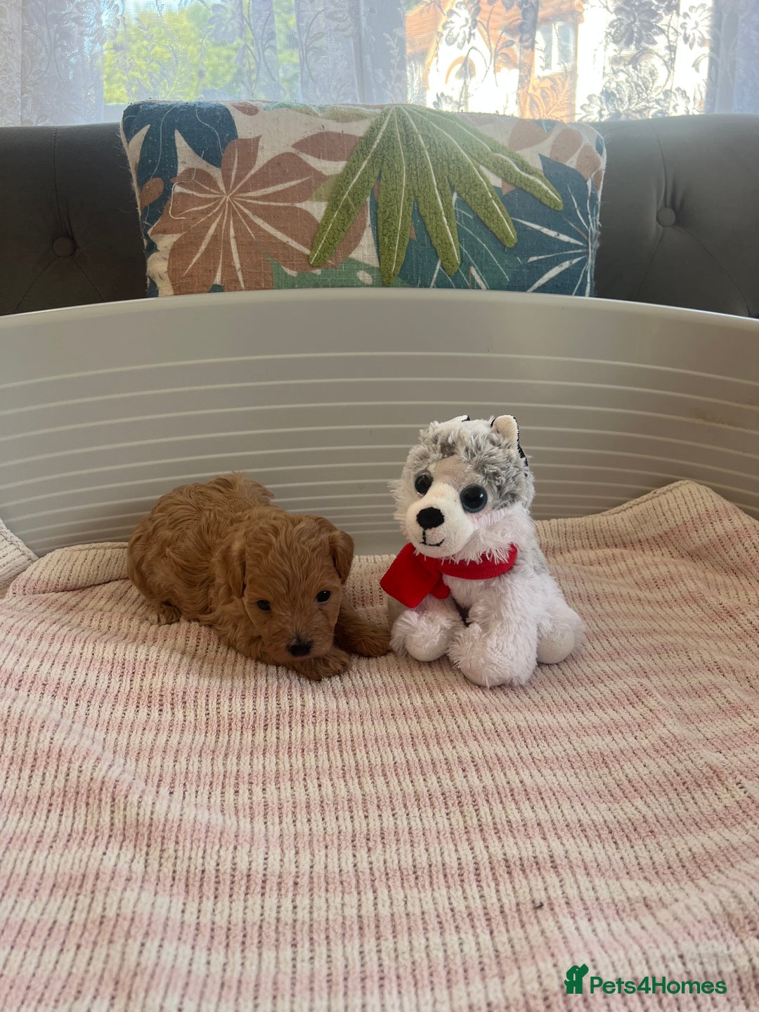 Maltipoo dogs for sale: Gorgeous Maltipoo Puppies - Image 17