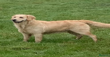 Golden Retriever dogs - Advert 3