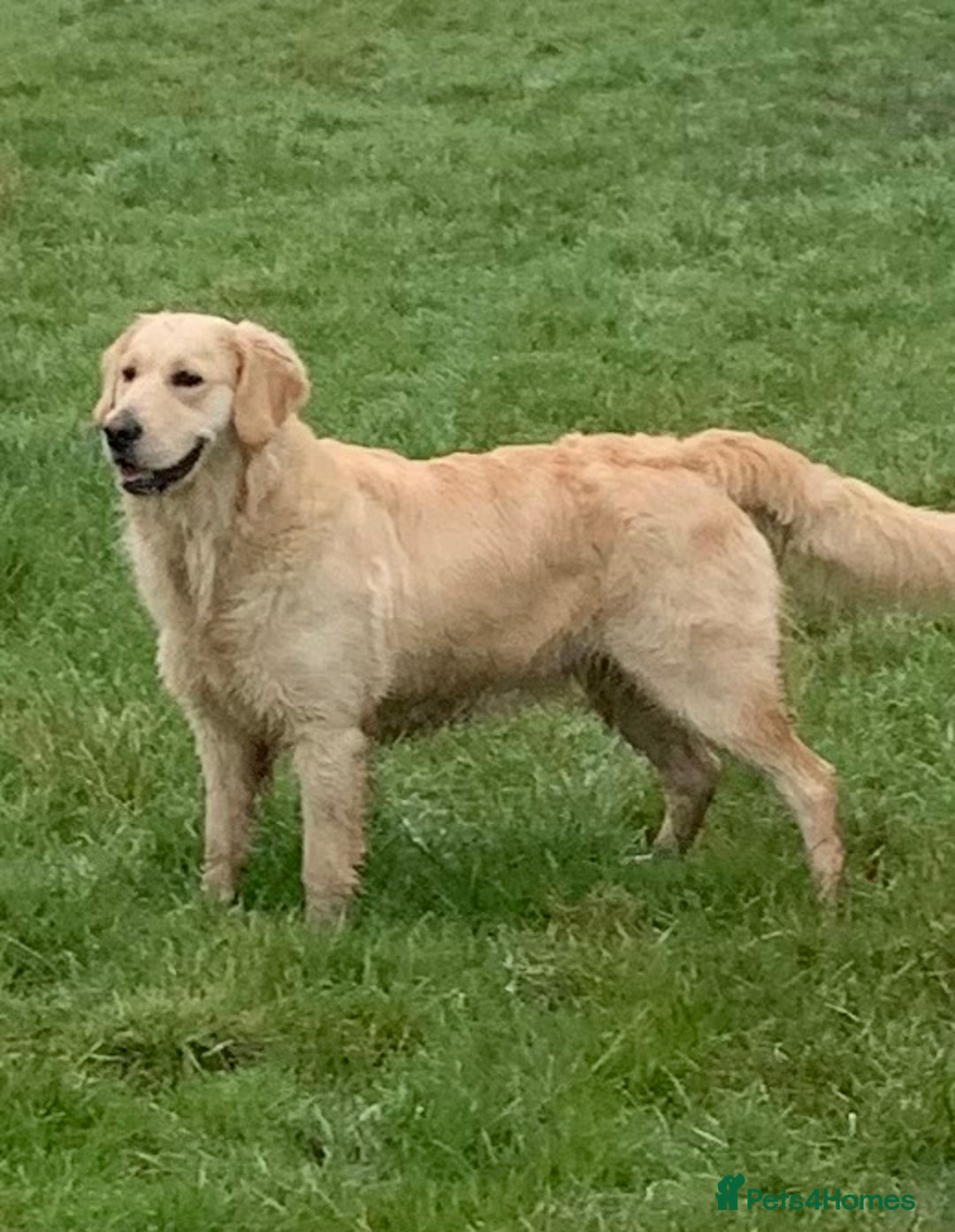 Golden Retriever dogs for sale: One in a million KC Golden Retriever H/Tested!!  - Image 3