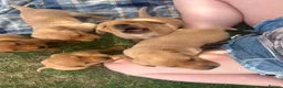 Labrador Retriever dogs for sale: Adorable KC registered labrador pups - Advert 9