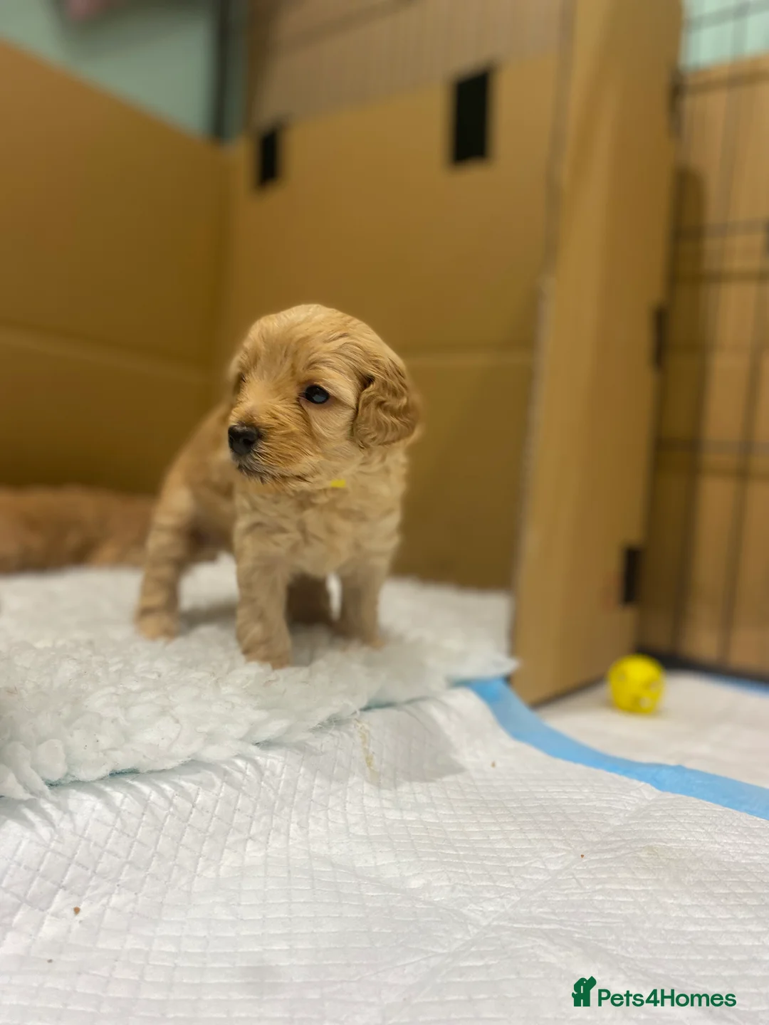 Mixed Breed dogs for sale: Miniature Double Doodles - Advert 25