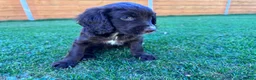 Cockapoo dogs for sale: Cockapoo Babies 🐾🐾🐾 - Advert 2