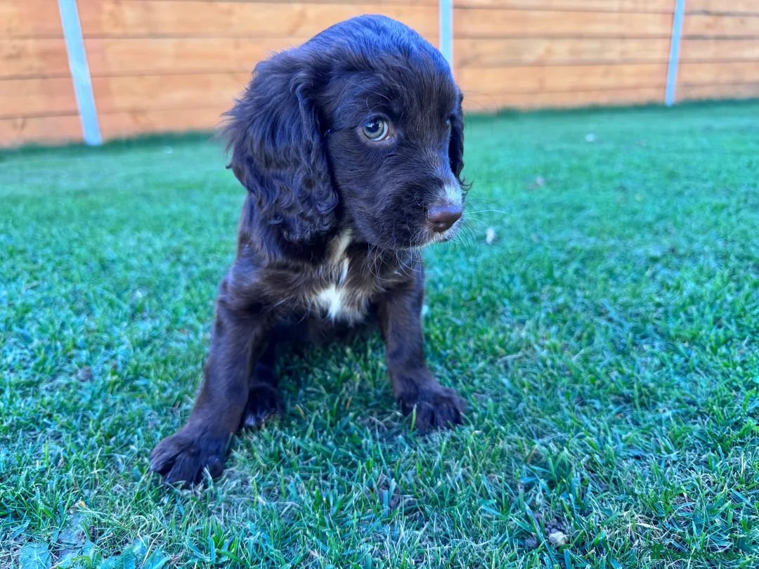 Cockapoo dogs for sale: Cockapoo Babies 🐾🐾🐾 - Advert 2