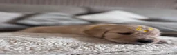 Golden Retriever dogs for sale: Golden retriever puppies  - Advert 7