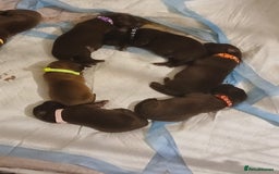 Mixed Breed dogs for sale: 🐾 Beautiful Puppies Looking 4 A Forever Homes 🐾 - Image 2